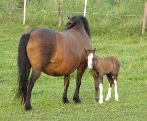 Stáj Kennbery - tábořiště [Увеличить - новое окно]