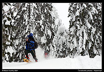 Černohorská polonina